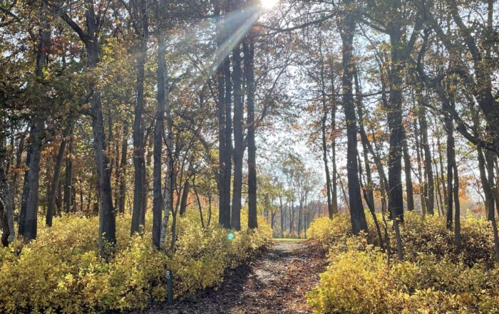 The sun shines through a wooded path during autumn. The leaves are yellow.