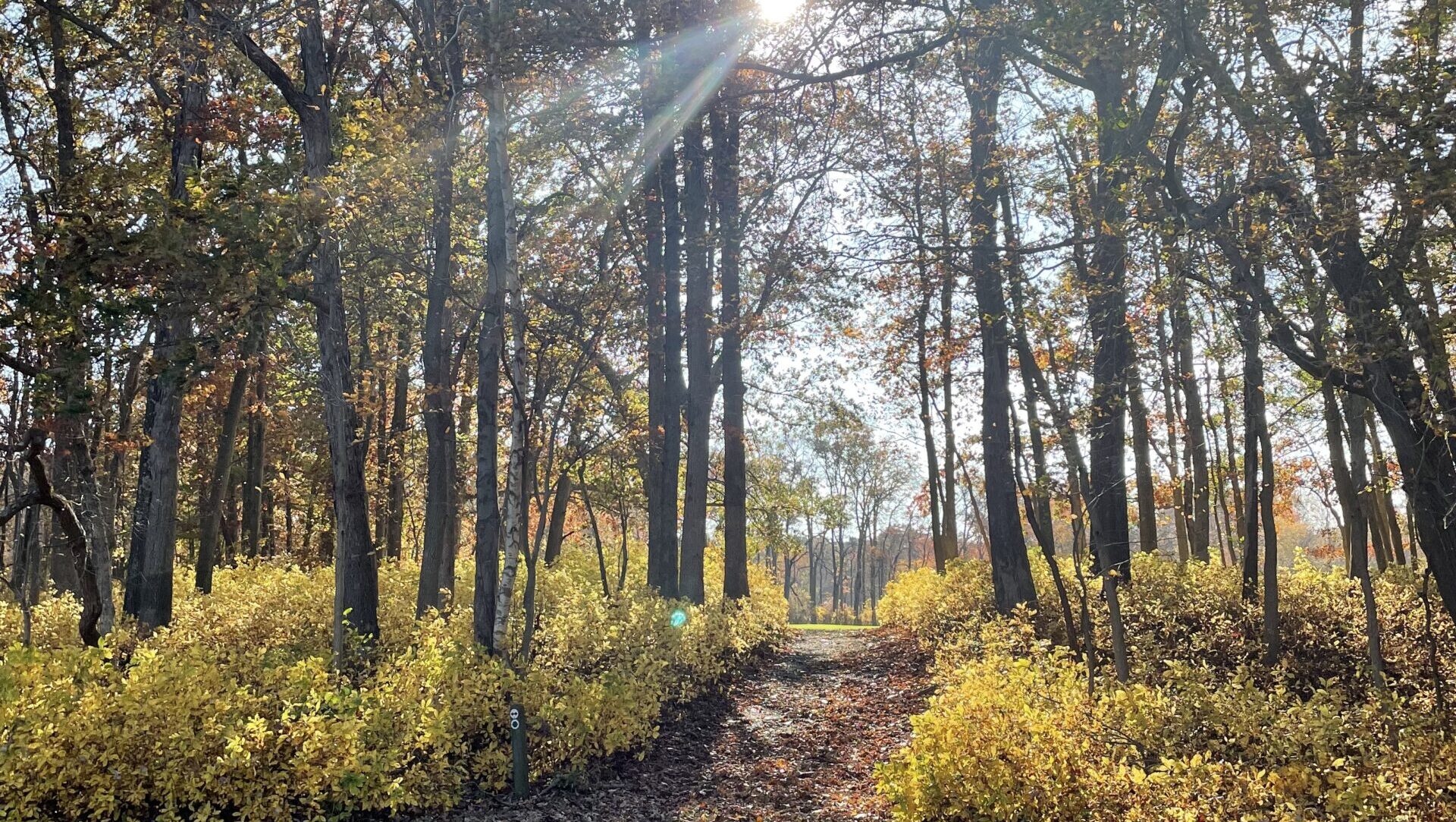 The sun shines through a wooded path during autumn. The leaves are yellow.